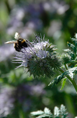 Gartenseminar: Gärten für Bienen und Schmetterlinge